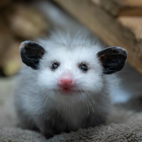 Description Provided by @OregonZoo: 
Baby opossum on a blanket