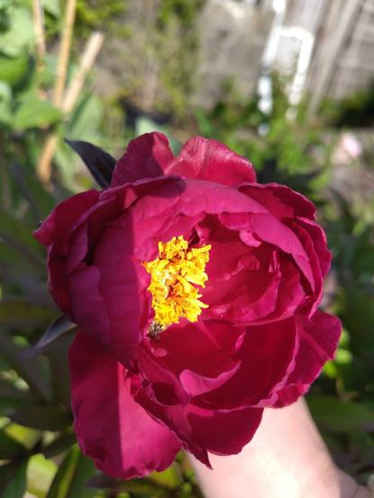 A smol honeybee buries itself amongst the bright yellow pollen of a partially bloomed peonie. Rich velvety crimson petals surround the yellow centre.