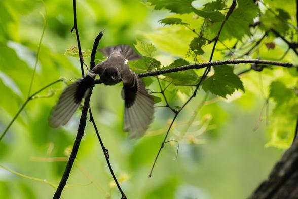 Soft focus photograph of an eastern wood pewee flying directly at the camera with out of focus twigs and green foliage in the background. The pewee has just launched itself from a horizontal branch just behind it. The bird is blurry though large features such as its head, its fanned out wings frozen in a down-stroke, its back, and its its tail splayed behind it are discernible. Pewees are grey but the shadows it's flying through as well the brighter green foliage in the background gives the bird a brown silhouette. The only thing in sharp focus is the horizontal branch the bird launched itself from.