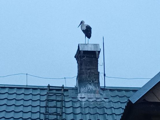A stork, standing on a chimney top. The roof around the chimney is covered in white streaks of 💩