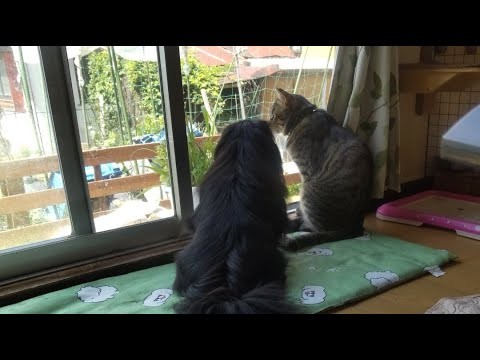 ワンニャンLIVE午前中のマッタリTIME