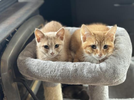 A yellow kitten and an orange one are sitting like little catloafs on the top of a carpeted cat tower. They’re fuzzy and looking into the camera.