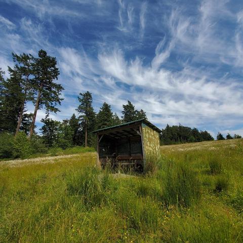 A weathered, small shelter with a bench sits in a field of tall green grass and wildflowers, framed by trees and a brilliant blue sky filled with cirrus clouds. The shelter is constructed of wood and metal, adorned with faded green paint and graffiti is visible on the inside walls. The surrounding landscape includes a gentle hill covered with lush foliage and scattered trees.