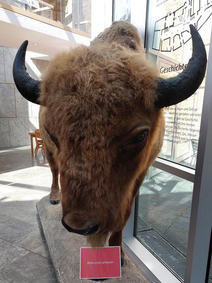 Frontal view of a European bison with woolly brown fur and black horns. Unfortunately, this magnificent specimen is only a work of taxidermy and is kept in a museum. Now extinct,  bison lived in western, central and south-eastern Europe until the early Middle Ages.
There is a small red sign in front of the bison that says: "Please do not touch"...
Ort: Museum Korbach in Hessen (D)

🇩🇪 Frontalansicht eines Wisents mit wolligem braunen Fell und schwarzen Hörnern. Leider ist dieses Prachtexemplar nur ein Werk der Taxidermie und steht in einem Museum. Heutzutage ausgestorben, lebten Wisente (europäische Bisons) bis ins frühe Mittelalter in West-, Zentral- und Südosteuropa.
Vor dem Wisent steht ein kleines rotes Schild, das besagt: "Bitte nicht anfassen"...
Location: Museum Korbach/Hesse (Germany)