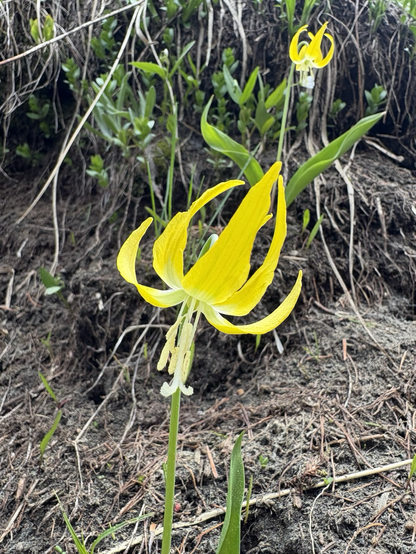 Pretty  yellow small Glacier Lily in the cascade mountains