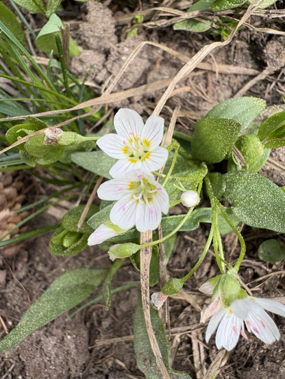 Lovely white small mountain flowers with pink & yellow colors in the centers