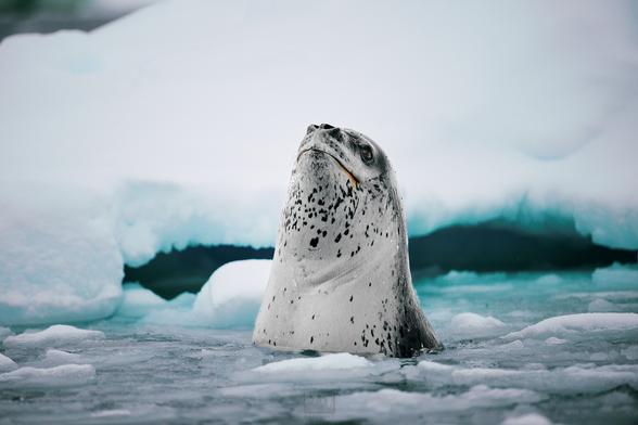 A leopard seal spy hopping

Sony A1 ii, Sony 300mm + 2x TC - 1/1000s, f/5.6, ISO 1000