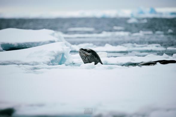A leopard seal spy hopping

Sony A1 ii, Sony 300mm + 2x TC - 1/1000s, f/5.6, ISO 1000