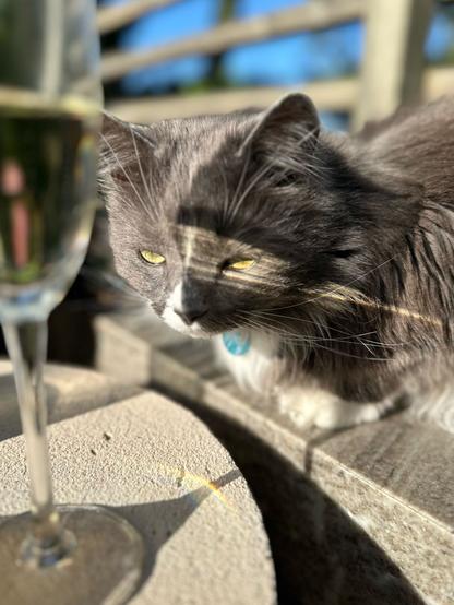 Close up of a white and grey cat crouched towards and looking towards a glass of prosecco with squinting yellow eyes. A beam of light is reflecting from the glass across the cats face.