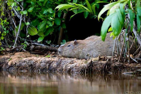 Imagen de un capibara