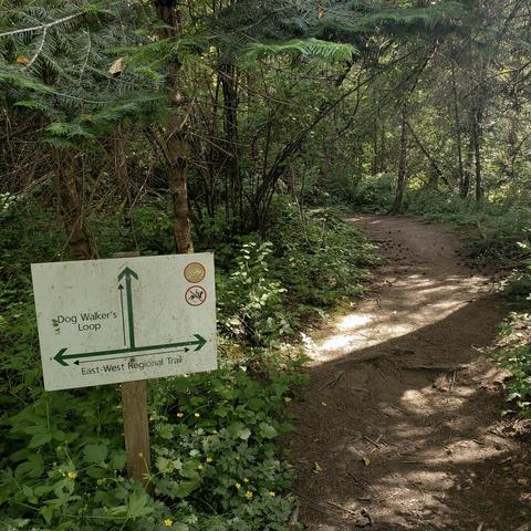 A trail sign stands at a forest path intersection. The sign reads "Dog Walker's Loop" with an upward arrow and "East-West Regional Trail" with a left-pointing arrow. Above the left arrow are circular symbols—a dog with a leash, and a horse crossed out, indicating no horse riding. The path is dirt, lined with dense green foliage. Sunshine filters through the trees.
