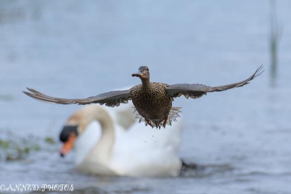 A duck gracefully flying over a serene body of water, with ripples reflecting its movement.