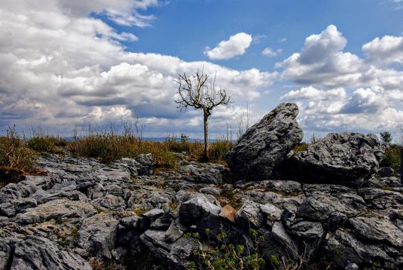 A landscape with stones and boulders in the foreground under a blue sky with a blanket of white clouds rising from behind. A small bare tree stands alone in the centre of the picture. The horizon with a range of hills lying in a blue haze can be seen in the distance behind it.

Eine Landschaft mit Steinen und Felsbrocken im Vordergrund unter einem blauen Himmel mit einer von hinten aufkommenden weißen Wolkendecke. Etwa in der Mitte des Bildes steht einsam ein kleiner kahler Baum. Ganz entfernt ist dahinter der Horizont mit einer im blauen Dunst liegenden Hügelkette zu sehen.