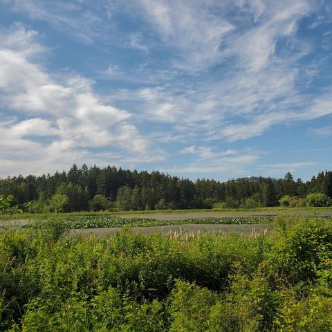 A tranquil view of a large pond covered in lily pads, set against a backdrop of dense, green trees beneath a bright blue sky with wispy white clouds. Lush green foliage frames the foreground.