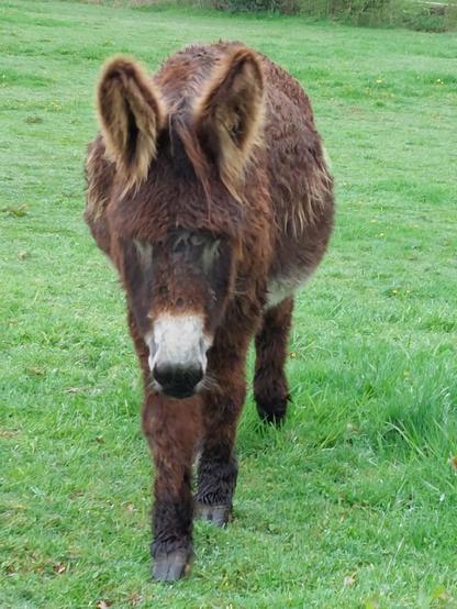 A beautiful dark brown donkey on a lush green pasture. The fur around the mouth is white, as is the belly, the lips are black. The edges of the long, shaggy ears are a light brown colour. A gentle creature!
🇩🇪 Ein wunderschöner dunkelbrauner Esel auf einer saftig grünen Weide. Das Fell um das Maul herum ist weiß, ebenso der Bauch, die Lippen sind schwarz. Die Ränder der zotteligen, langen Ohren leuchten hellbraun. Ein sanftes Wesen!