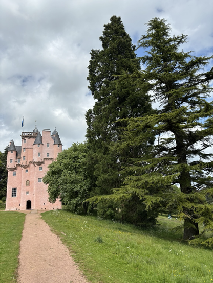 Craigevar castle from a distance with some really tall trees in the foreground to the right. The pink castle stands out against the contrast of the green foliage.