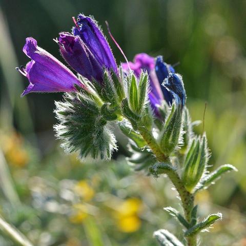 A photo of a bugloss with purple flowers.