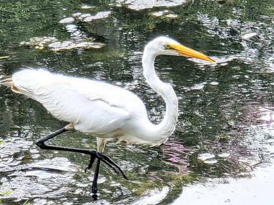 Tall, bright white bird slowly walks through shallow pond water, on tall, thin, black legs. One leg raised high as the bird prepares to step forward.