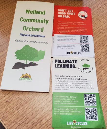 A collection of promotional materials for the Welland Community Orchard and LifeCycles organizations. The materials include brochures advertising volunteer opportunities in harvesting urban fruit, participating in seasonal workshops, and ways to donate. QR codes and contact information are included. 3. Technical (Including visual elements and composition) Eye-level, medium shot on a wood-grain surface shows several colorful promotional flyers and brochures for the Welland Community Orchard and LifeCycles organizations. Brochures are layered and angled slightly. Prominent colors: green, white, and red. Text elements include "Welland Community Orchard", "Fruit for all is more than just fruit", "DON'T LET GOOD FRUIT GO BAD", "POLLINATE LEARNING.", contact information, and QR codes. The LifeCycles logo is present, along with illustrative graphics.