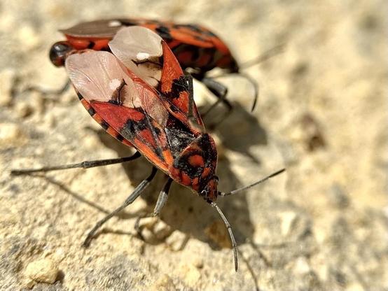 A pair of Sphilotethus pandurus bedbugs mating on the ground in a park in Valencia.