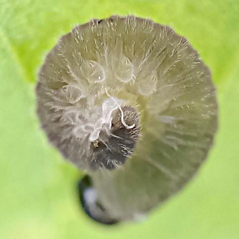 auf einem hellgrünen blatt hat sich eine raupenartige insektenlarve aufgerollt, etwas mehr als eine umdrehung. sie ist auch grün, aber weit weniger kräftig, eher so leicht transluzent und mit grau hinterlegt. die im scharf abgebildeten bereich sichtbaren kleinen hellen stoppeligen borsten, segmente und pseudofüßchen sehen aus wie fruchtfleisch von limetten oder kiwi. ich glaube sie hat uns das hinterteil zugewandt, am anderen, in unschärfe zerlaufenden ende ist nämlich vage so etwas wie eine schwarze kopfkapsel zu erkennen. auch am hinterende ist ein dunkler fleck auf der oberseite.