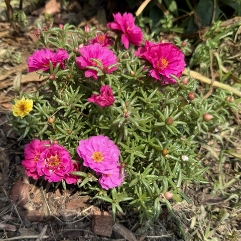 Portulaca flowers