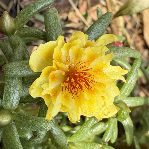 Yellow portulaca flower