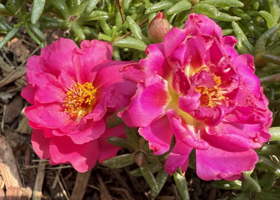 Magenta portulaca flowers