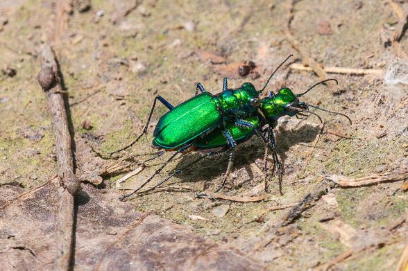 EExtreme closeup photo of a pair of mating beetles (likely six-spotted tiger beetles) on sandy soil. One beetle is on the other's back and both are facing up and to the left with their bodies behind them. This species has a metallic green exoskeleton and typically has small spots at particular locations on its wing covers but they aren't visible in this photo (or this is another species of tiger beetle). They have oblong bodies with long abdomens covered in large wing covers, a plated thorax, and a smaller head with two large, black, compound eyes and two, long, segmented metallic green antennae. This species has six, black, segmented legs that have blue markings on the segment closest to its body.