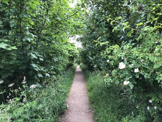 A view down a gravelled footpath. The vegetation, trees and grass, is growing close each side, there are dog roses dotted in the right and cow parsley flowers on the left. The overall feel is of lush greenery.