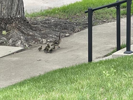 Mother duck with ducklings walking down the sidewalk in my neighborhood.
