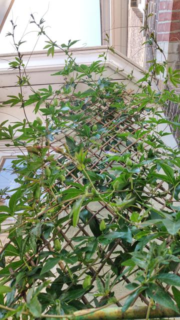 Growing branches and bundles of leaves of a passion flower plant.
