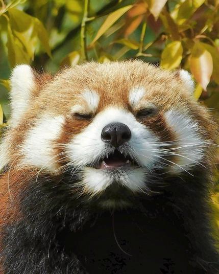 A picture of a Red Panda.