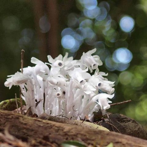 A cluster of ghostly white Monotropastrum humile plants growing on a fallen log in a forest. The plants are entirely pale white with no green colouration, showing their non-photosynthetic nature. Multiple individual plants with drooping bell-shaped flowers are grouped together, surrounded by small white scale leaves along their stems. The background shows a soft, blurred forest setting with dappled light filtering through trees, creating circular bokeh effects in green and blue tones.