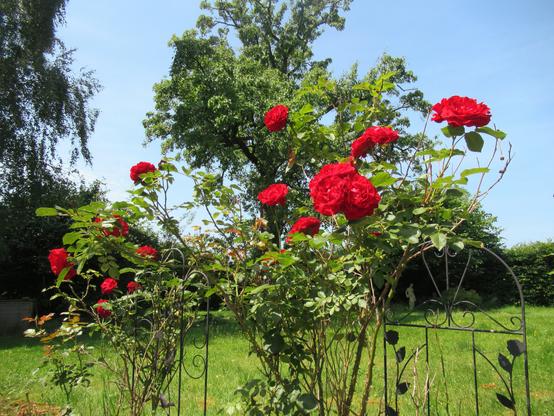 Rote Rosen, blauer Himmel, im Hintergrund Garten, Grünfläche, Bäume, Hecke, eine Statue
