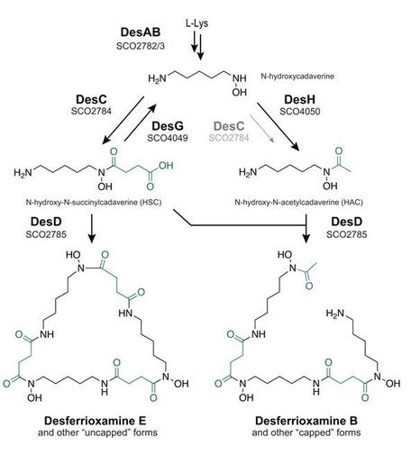 Proposed biosynthetic pathway for assembly of desferrioxamines E and B. Main biosynthetic enzymes presented in bold face. DesG and DesH balance intracellular N-hydroxy-N-succinylcadaverine (HSC) and N-hydroxy-N-acetylcadaverine (HAC) concentrations by converting HSC to HAC. In the absence of DesG and/or DesH, the cells likely fail to produce sufficient levels of HAC, thereby strongly attenuating the production of DFOB. Although DesC has been shown to be able to catalyze the acetylation of N-hydroxycadaverine in vitro, the enzyme can only modestly compensate for the loss of DesH in vivo, underlining the important role played by DesG and DesH in DFOB production.