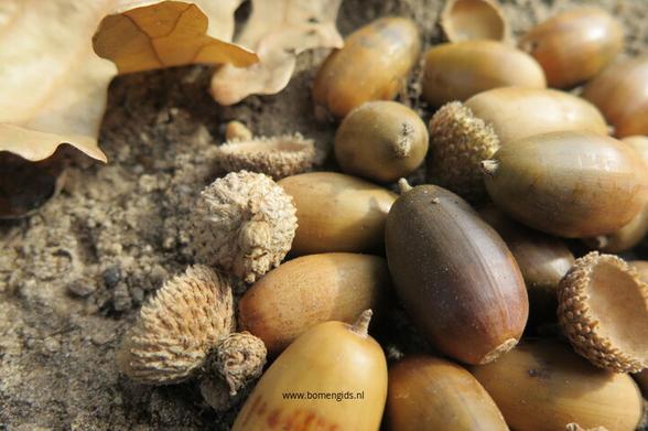 Photo of treespecies Quercus frainetto : Category is vrucht-fruit-frucht-fruit-fruta