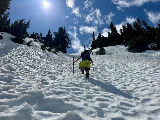 A splitboarder stepping up a steep snowy slope, equipped with a splitboard, backpack and trekking poles. Tall evergreen trees line the path, and the sky is bright blue with a few clouds and a shining sun.