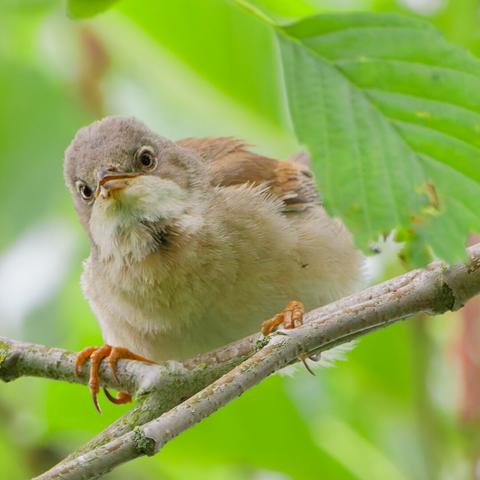 A whitethroat sits on a branch and looks at you slightly askance with its beak open