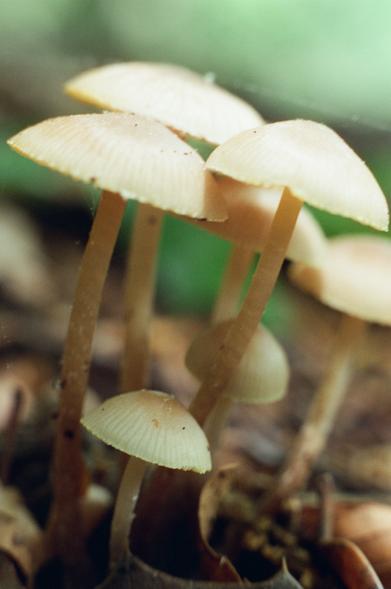 color film photo of a cluster of small, light brown mushrooms growing from a dead log; the caps are darker in the middle and lighten towards the edges, and they have a visible pattern of darker stripes where the gills are attached inside