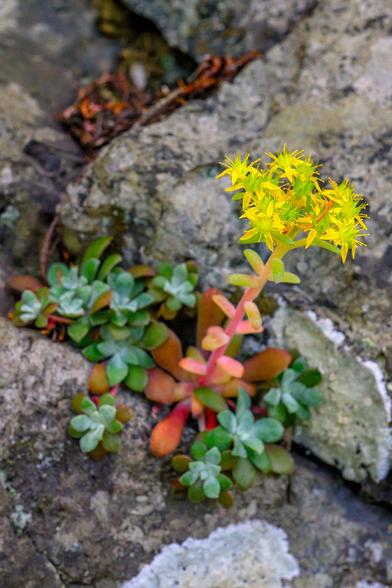 Color photo.  A plant growing out of a crack in a lichen covered rock.  The plant has a long orange stem that fades to yellow-green at the end, where it splits out into a cluster of flowers with green and yellow petals.  The stem is has a collection of small leaves growing from it that match the color of the part of the stem they grow from.  The base, at the crack, is a collection of larger orange leaves, with smaller green ones beside them.