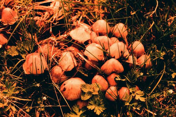 redscale film photo showing a dense cluster of small mushrooms growing among the grass; the caps have quite distinct dark stripes running towards the edge, especially on the older-looking specimens