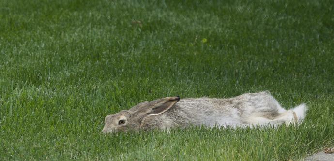 A closer view of a white-tailed jackrabbit sprawled on a suburban lawn in the middle of the Canadian prairies.  It has mottled brown-grey fur on its upper sides, with dark markings at the tips of its ears.  It is lying flat on the grass, with the rear half of its body rotated to flop on its side, with the rear feet sticking out behind.  The visible underparts have white fur, kind of ruining the camouflage effect.