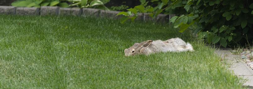 A white-tailed jackrabbit sprawled on a suburban lawn.  It's head is lying on the ground, ears mostly swept back, rear half rotated and flopped on its side, rear feet sticking out behind.  All in all, a relaxed hare.