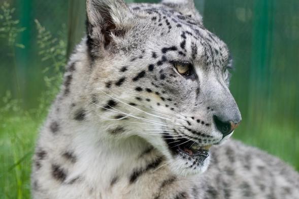 A picture of a snow leopard.