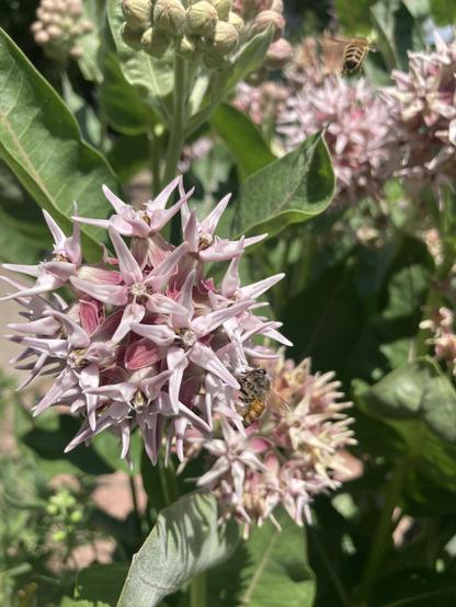 Pink asclepsias blooms with bees buzzing around them.