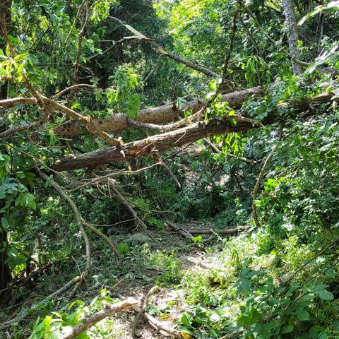 Umgekrachter liegender Baum