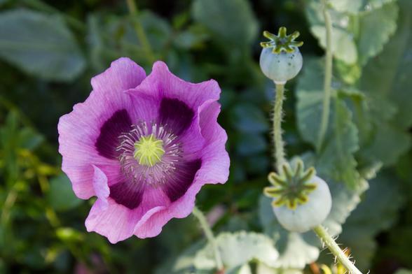 A single purple poppy with a yellow pistil, stamens around it and a dark purple spot on each of the four petals. The flower is on the left in the photo in the middle and next to it are two green seed pods. The background is green.