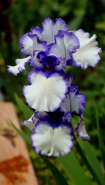 Medium close-up of iris blooms, white with blue fringes.