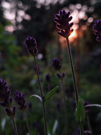 Lavendelblüten im Abendlicht.